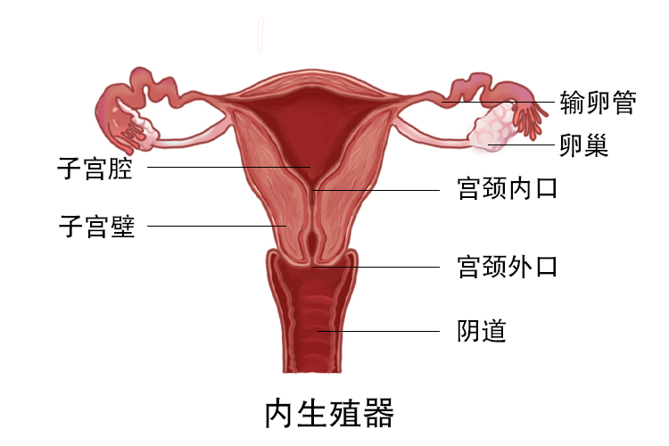 女性内生殖器图片