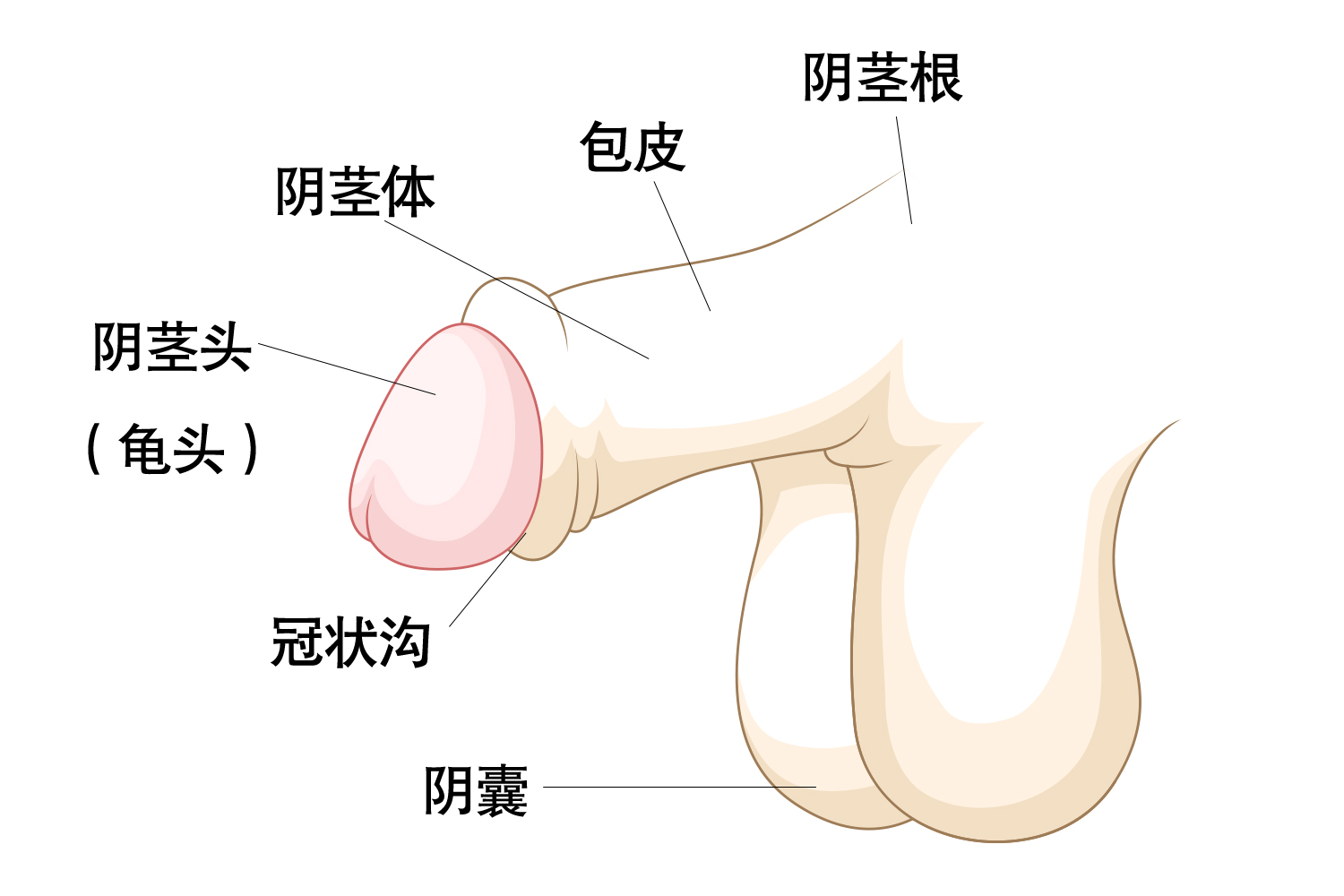 男性外生殖器官图