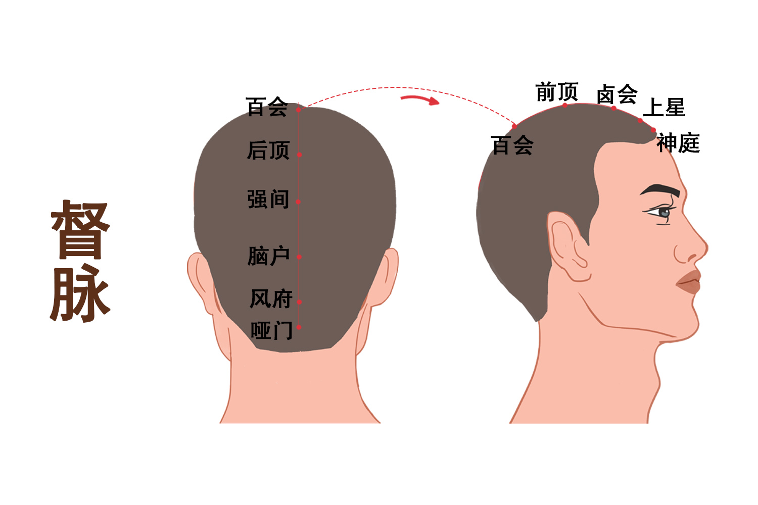督脉图
