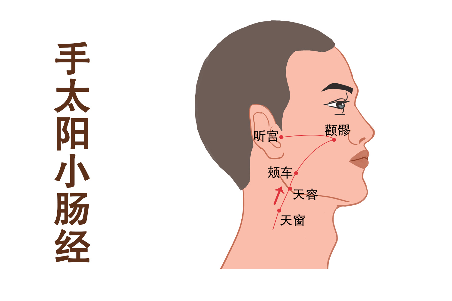 手太阳小肠经图