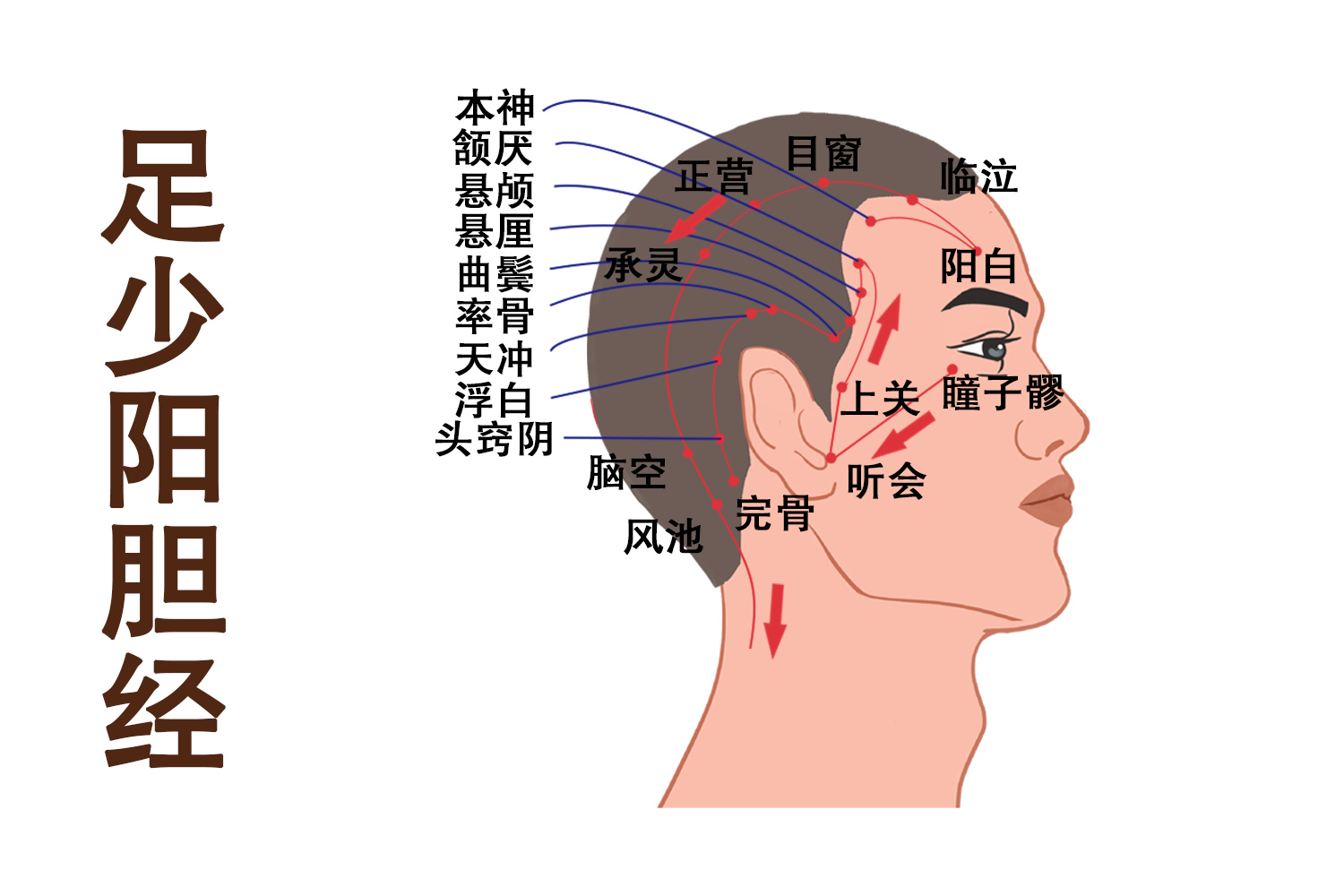 足少阳胆经图