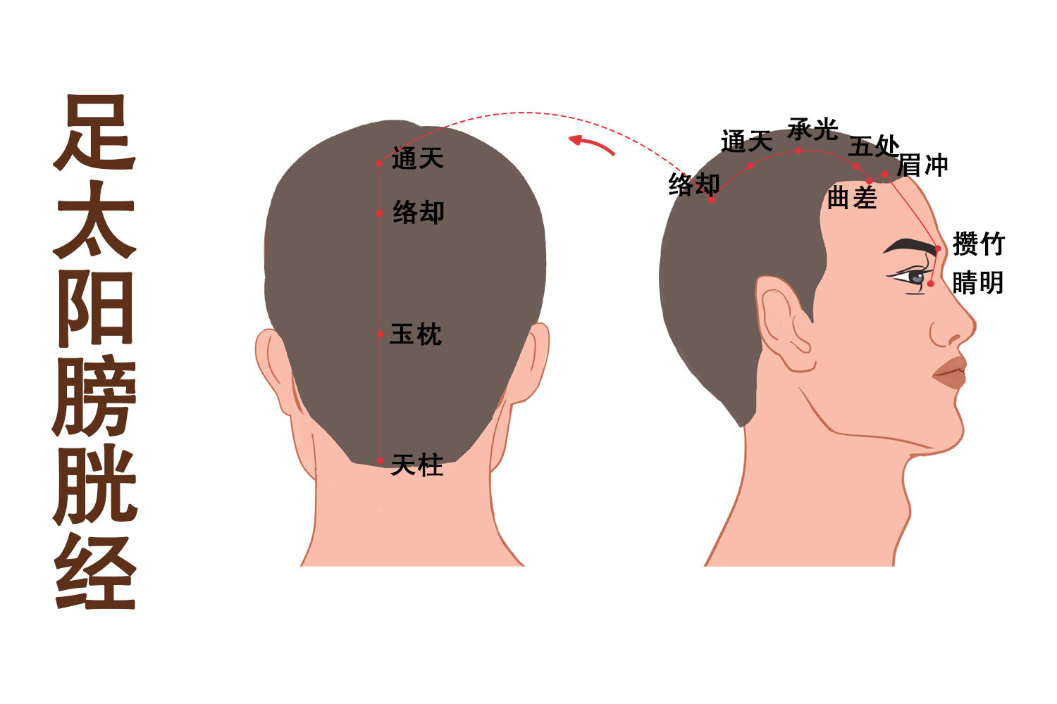 足太阳膀胱经图