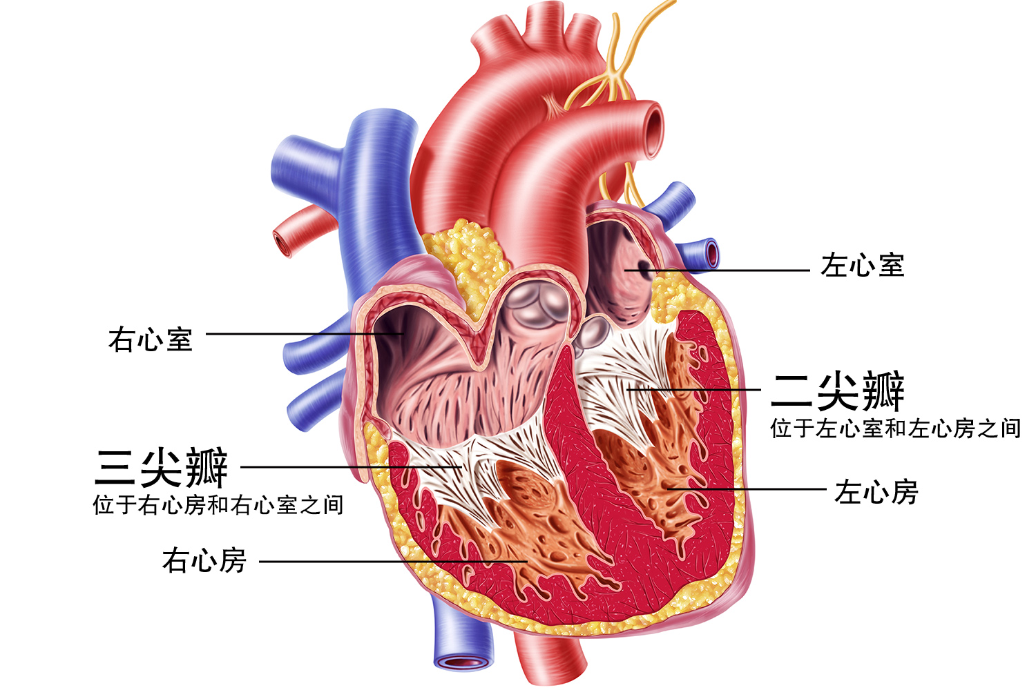 心脏瓣膜结构示意图图片