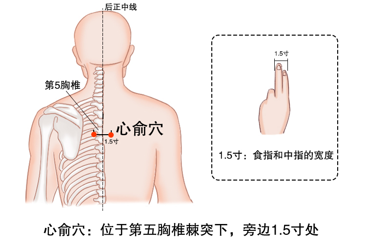 心俞准确位置图 图图片