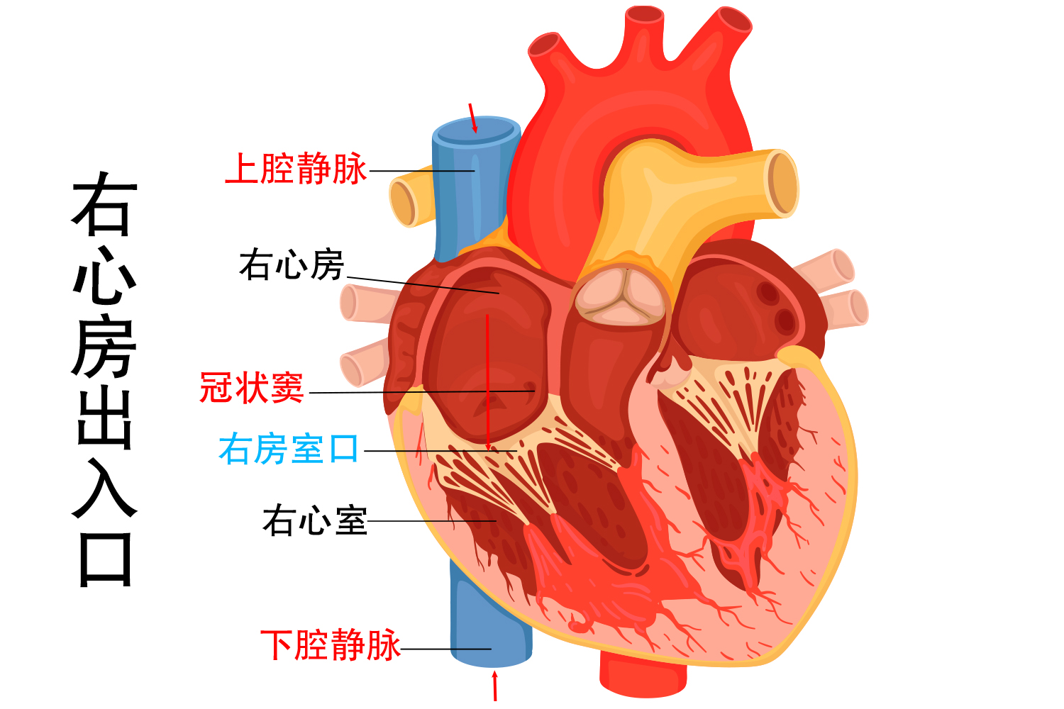 右心房出入口图
