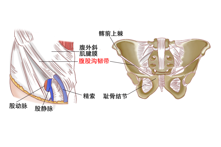 腹股沟韧带图