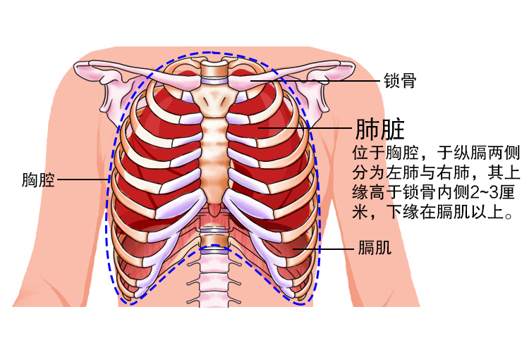 肺脏位置图