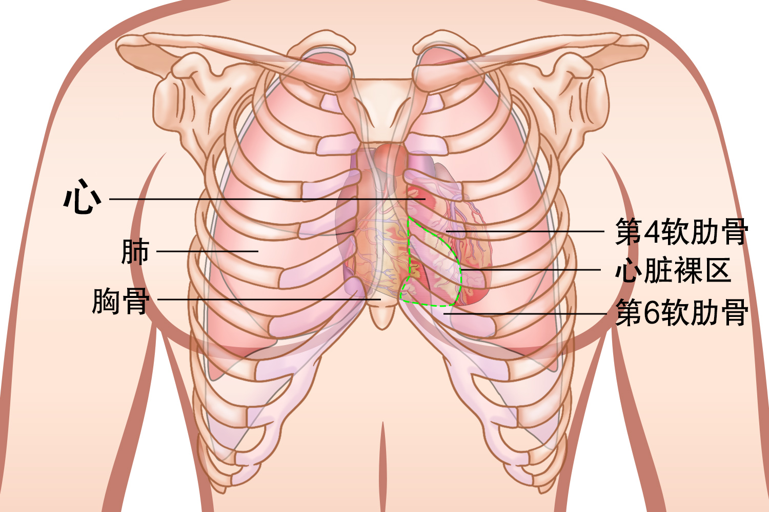 女生心脏女性图片