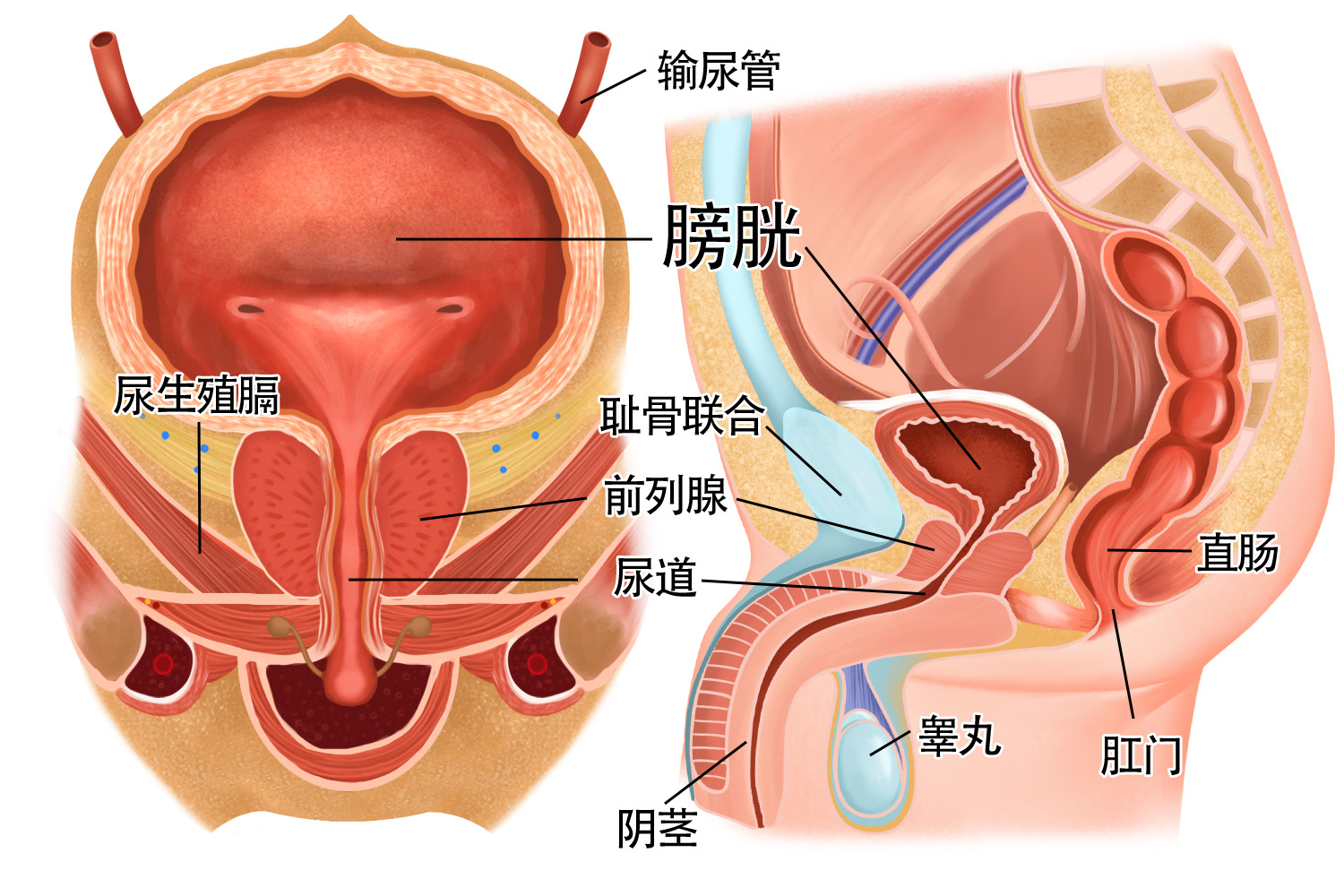 膀胱图1
