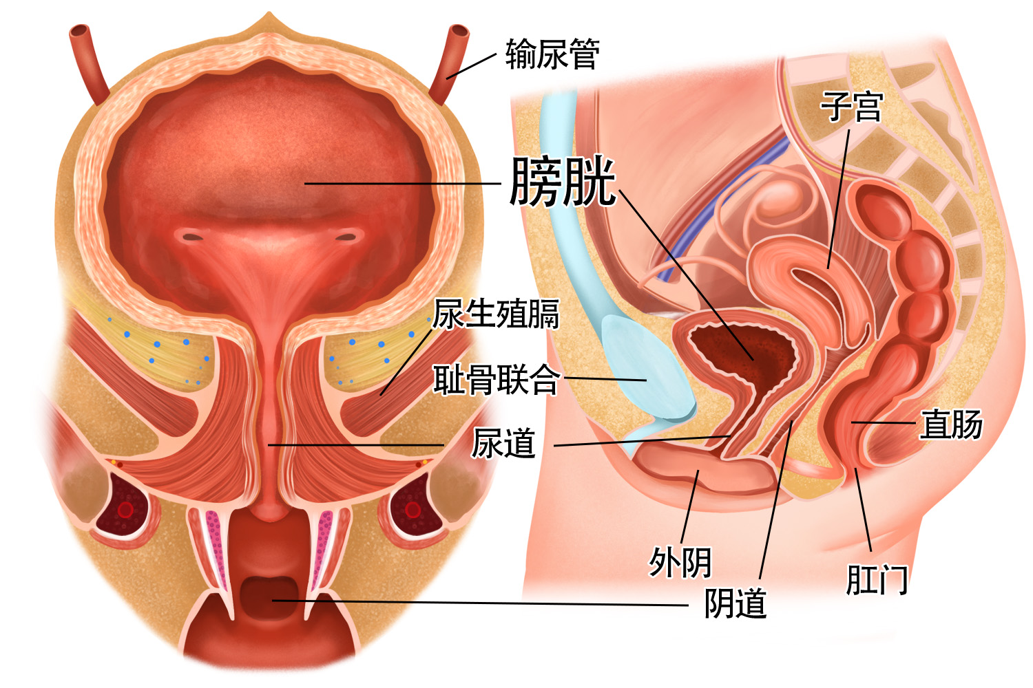 膀胱图2