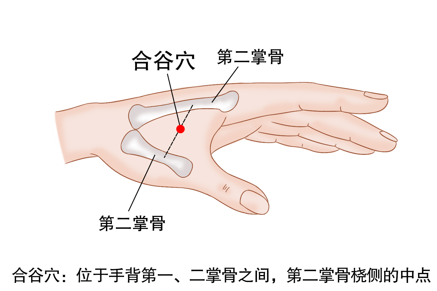 合谷穴图