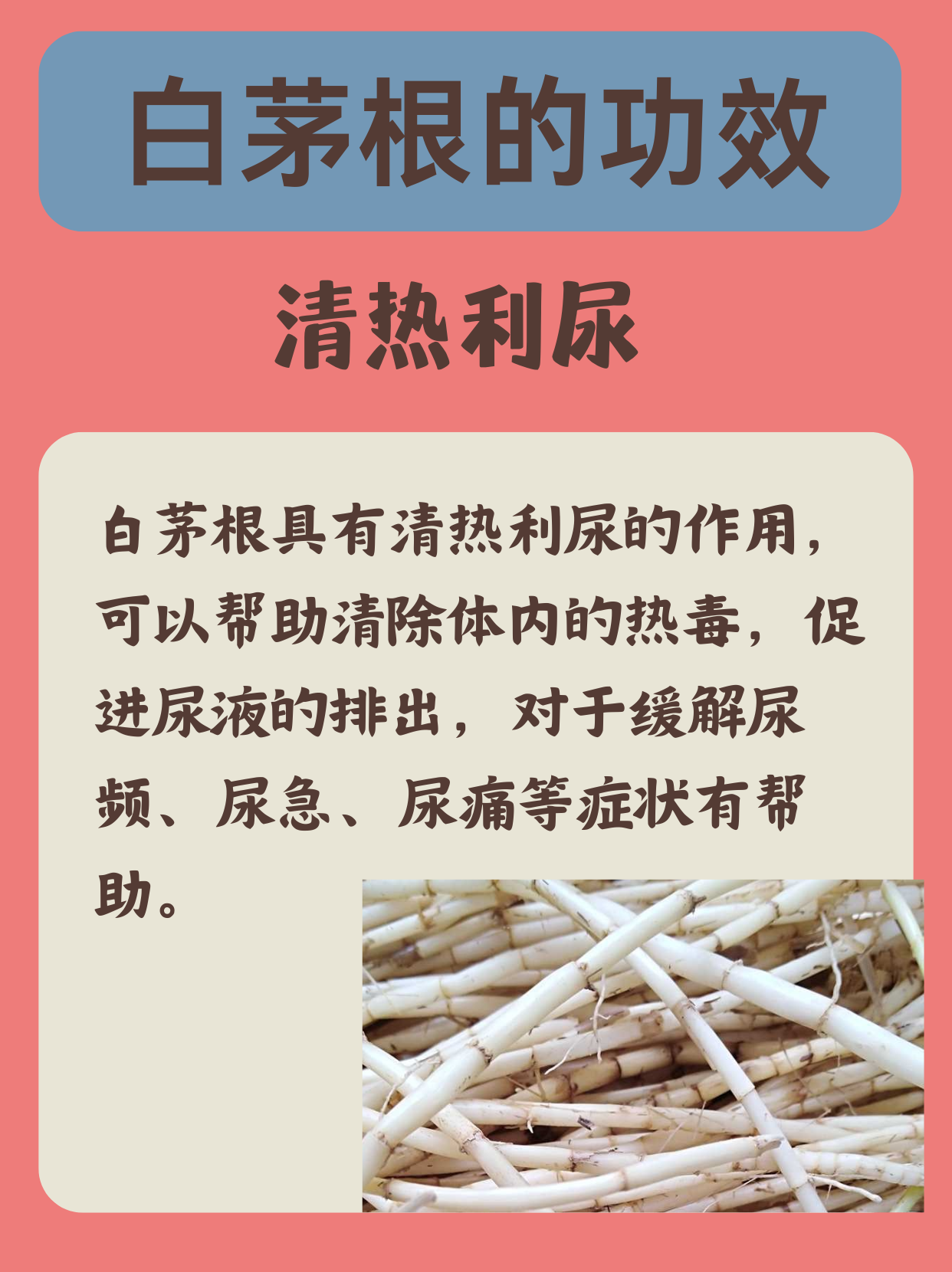 茅根草禁忌图片